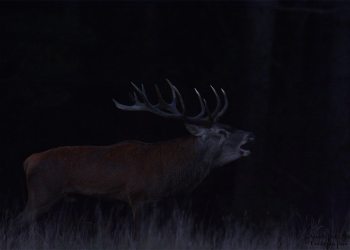 Troncais-Nature Saison de brame 2015