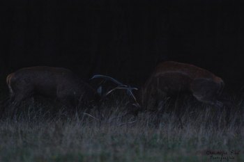 Troncais-Nature Saison de brame 2015