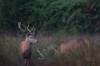 Troncais-Nature Saison de brame 2015