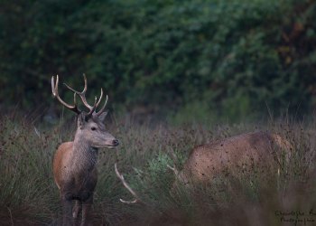 Troncais-Nature Saison de brame 2015