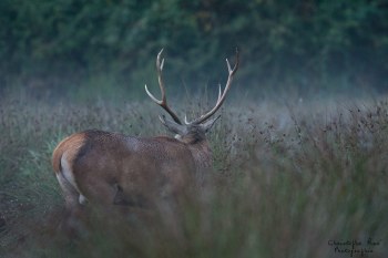Troncais-Nature Saison de brame 2015