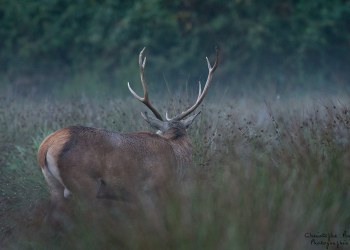 Troncais-Nature Saison de brame 2015