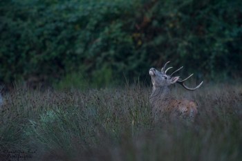 Troncais-Nature Saison de brame 2015