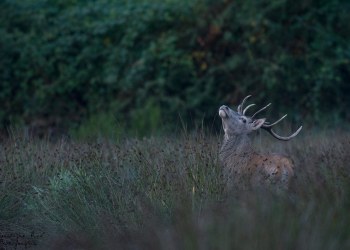 Troncais-Nature Saison de brame 2015
