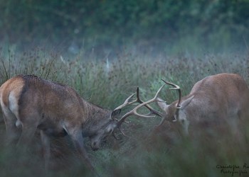 Troncais-Nature Saison de brame 2015