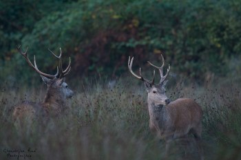 Troncais-Nature Saison de brame 2015