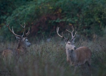 Troncais-Nature Saison de brame 2015