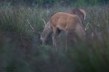 Troncais-Nature Saison de brame 2015