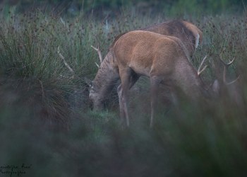 Troncais-Nature Saison de brame 2015