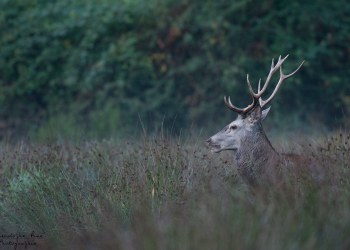 Troncais-Nature Saison de brame 2015
