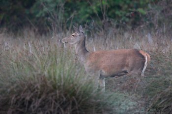 Troncais-Nature Saison de brame 2015