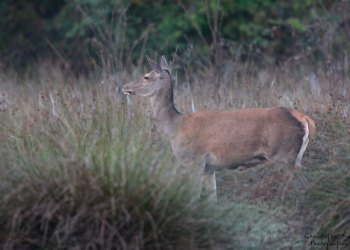 Troncais-Nature Saison de brame 2015