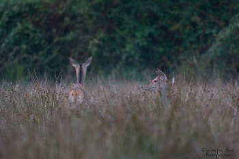 Troncais-Nature Saison de brame 2015