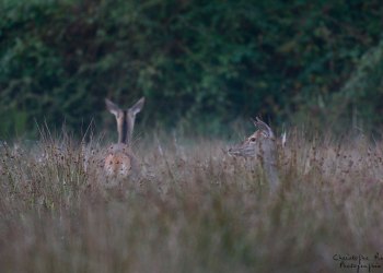 Troncais-Nature Saison de brame 2015