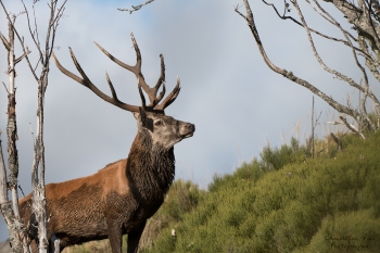 Saison de brame 2018