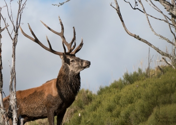 Saison de brame 2018