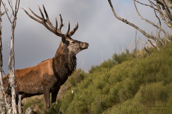 Saison de brame 2018