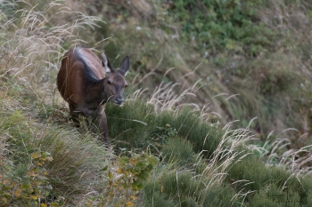 Saison de brame 2018