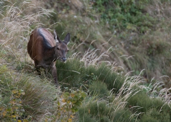 Saison de brame 2018