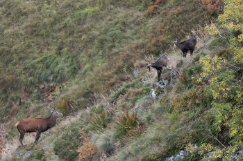 Saison de brame 2018
