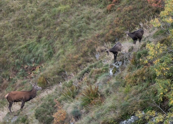 Saison de brame 2018