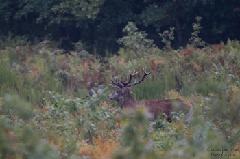 Saison de brame 2018