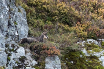 Saison de brame 2018