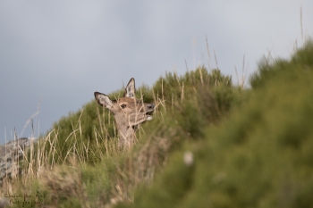 Saison de brame 2018