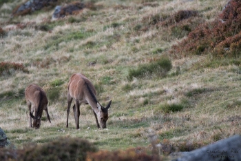 Saison de brame 2018