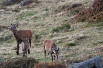Saison de brame 2018