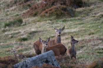 Saison de brame 2018