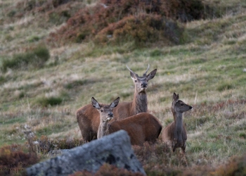 Saison de brame 2018
