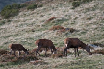 Saison de brame 2018