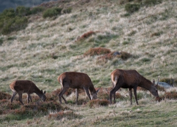 Saison de brame 2018