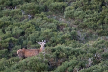 Saison de brame 2018