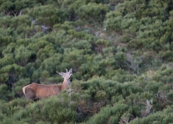 Saison de brame 2018
