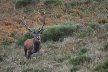 Saison de brame 2018