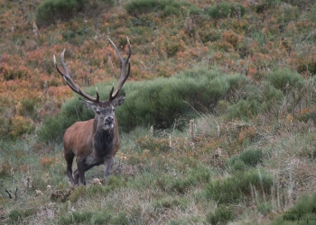 Saison de brame 2018