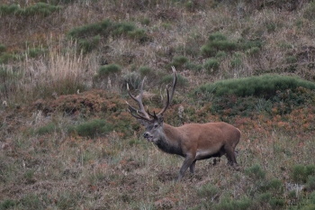 Saison de brame 2018