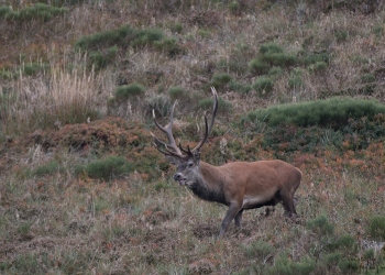 Saison de brame 2018