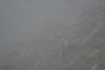 Saison de brame 2018