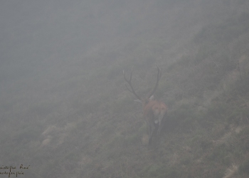 Saison de brame 2018