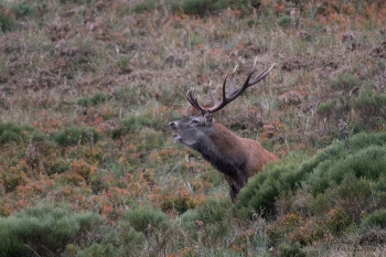 Saison de brame 2018