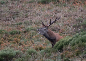 Saison de brame 2018