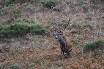 Saison de brame 2018