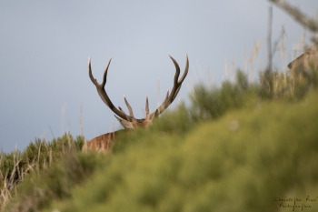 Saison de brame 2018