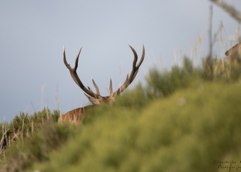 Saison de brame 2018
