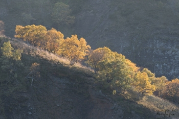 Saison de brame 2018