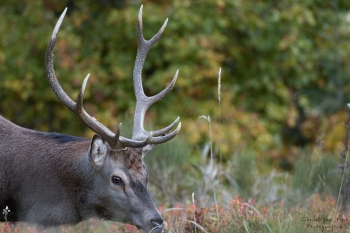 Saison de brame 2018
