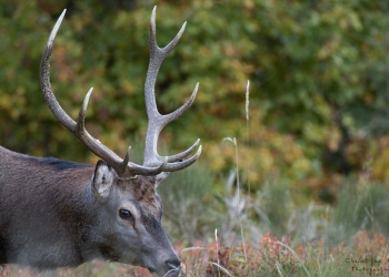 Saison de brame 2018